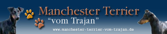 Hundezucht Manchester-Terrier vom Trajan