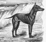 Zeichnung eines Manchester-Terrier